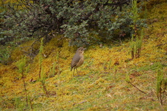 Grallaria quitensis