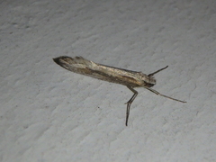 Deuterotinea casanella