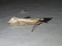 Deuterotinea casanella