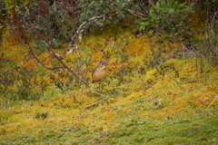 Grallaria quitensis