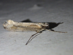 Deuterotinea casanella