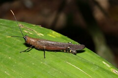 Copiocera austera