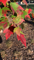 Acer rubrum