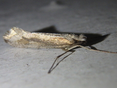 Deuterotinea casanella