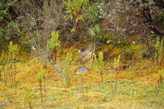 Grallaria quitensis