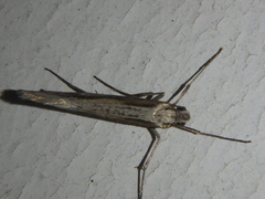 Deuterotinea casanella