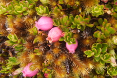 Disterigma empetrifolium