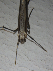 Deuterotinea casanella