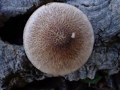 Pluteus hispidulus