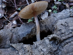 Pluteus hispidulus