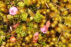 Disterigma empetrifolium