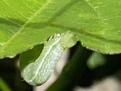 Chrysodeixis eriosoma