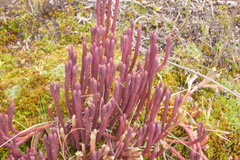 Phlegmariurus