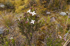 Arcytophyllum