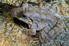 Limnonectes blythii