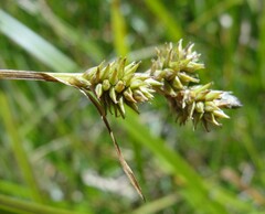 Carex lemmonii