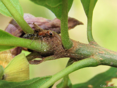 Pseudomyrmex gracilis