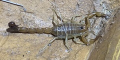 Teruelius