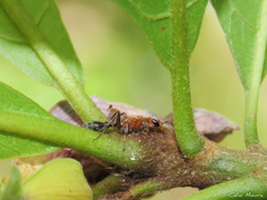 Pseudomyrmex gracilis