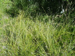 Carex lemmonii