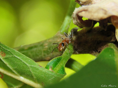 Pseudomyrmex gracilis
