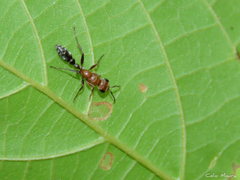 Pseudomyrmex gracilis