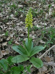Orchis pallens