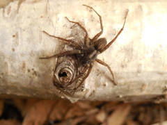 Pardosa amentata