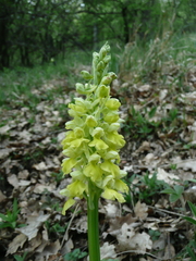 Orchis pallens