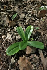 Orchis pallens