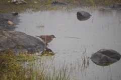 Cinclodes albidiventris