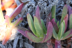 Carpobrotus chilensis