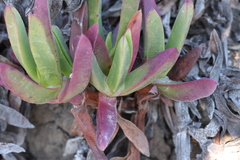 Carpobrotus chilensis