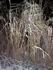 Leymus arenarius