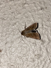 Helicoverpa punctigera