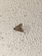 Helicoverpa punctigera