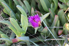 Carpobrotus chilensis