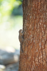 Tamiops maritimus hainanus