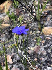 Aristea juncifolia