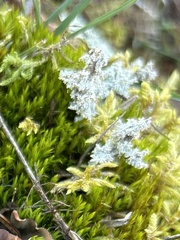 Stereocaulon saxatile