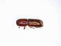 Dryoxylon onoharaense