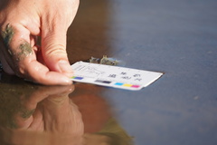 Tachypleus tridentatus