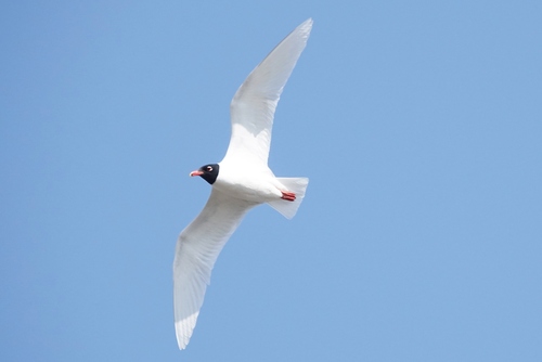 Mouette mélanocéphale