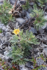 Potentilla pulchella