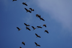 Dendrocygna javanica