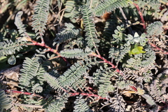 Astragalus nuttallii