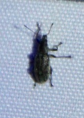 Polydrusus cervinus