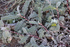 Astragalus nuttallii