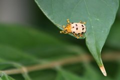 Podontia quatuordecimpunctata