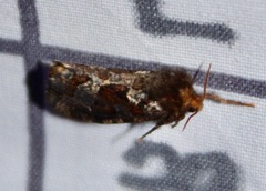 Korscheltellus gracilis